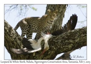 Leopard & White Stork