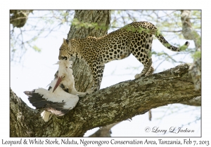 Leopard & White Stork