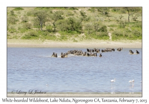 White-bearded Wildebeest