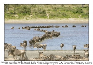 White-bearded Wildebeest