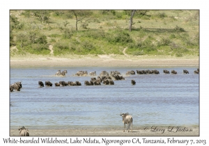 White-bearded Wildebeest