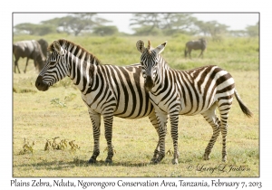 Plains Zebra