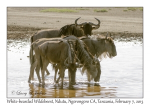 White-bearded Wildebeest