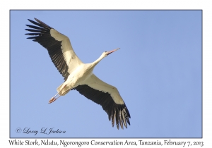 White Stork