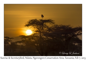 Sunrise & Secretarybird