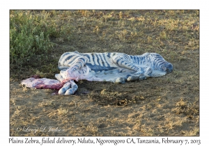 Stillborn Zebra