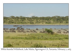 White-bearded Wildebeest