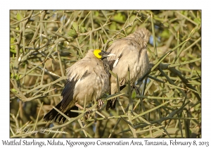 Wattled Starlings