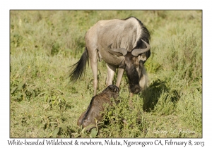 White-bearded Wildebeest