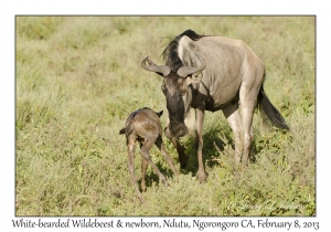 White-bearded Wildebeest