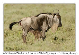 White-bearded Wildebeest