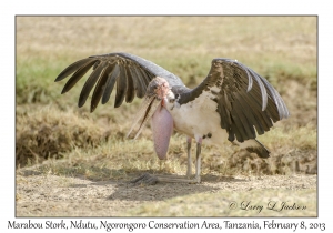 Marabou Stork