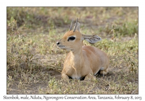 Steenbok