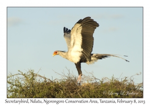 Secretarybird