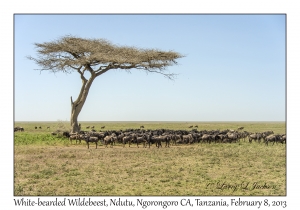 White-bearded Wildebeest & Umbrella Thorn Tree