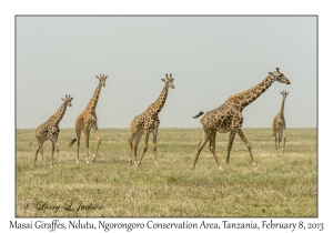 Masai Giraffes