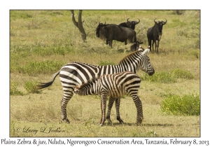 Plains Zebra