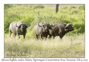 African Buffalo