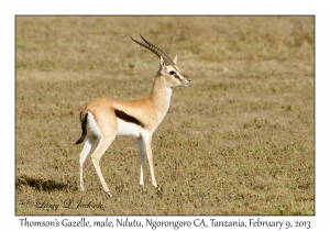 Thomson's Gazelle