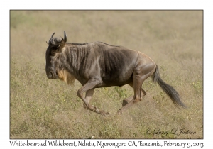 White-bearded Wildebeest