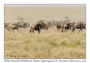 White-bearded Wildebeest