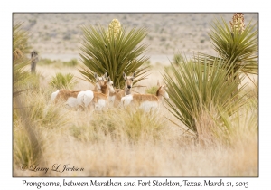 Pronghorns