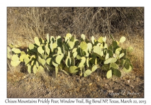 Chisos Mountains Prickly Pear