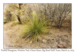 Foothill Beargrass