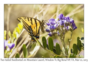 Two-tailed Swallowtail on Mountain Laurel