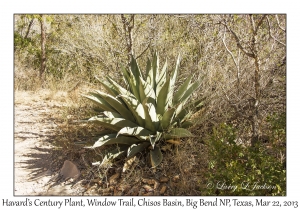 Havard's Century Plant