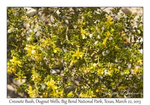 Creosote Bush