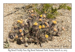 Big Bend Prickly Pear