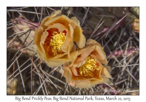 Big Bend Prickly Pear