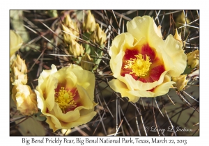 Big Bend Prickly Pear