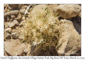 Desert Fluffgrass