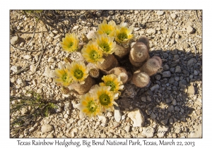 Texas Rainbow Hedgehog