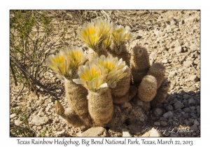 Texas Rainbow Hedgehog