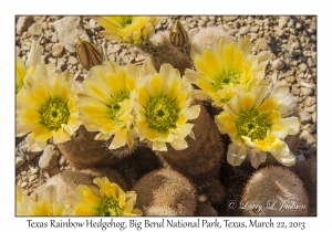 Texas Rainbow Hedgehog