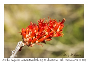 Ocotillo