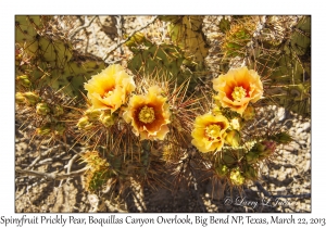 Spinyfruit Prickly Pear