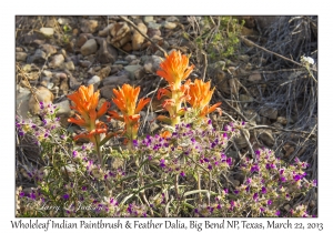 Wholeleaf Indian Paintbrush & Feather Dalia