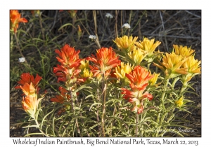 Wholeleaf Indian Paintbrush