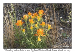 Wholeleaf Indian Paintbrush