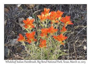 Wholeleaf Indian Paintbrush