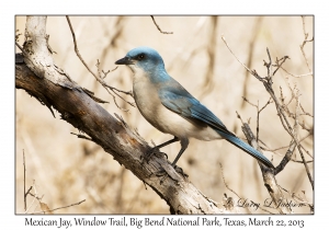 Mexican Jay