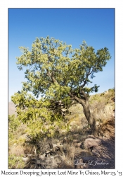 Mexican Drooping Juniper