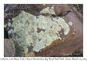 Lichens