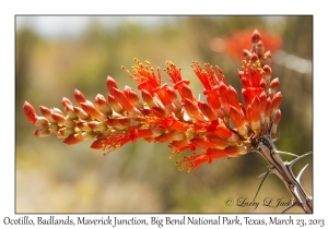 Ocotillo