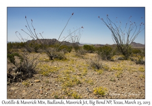 Ocotillo & Maverick Mountain