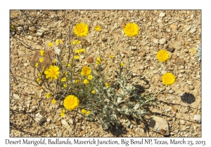 Desert Marigold